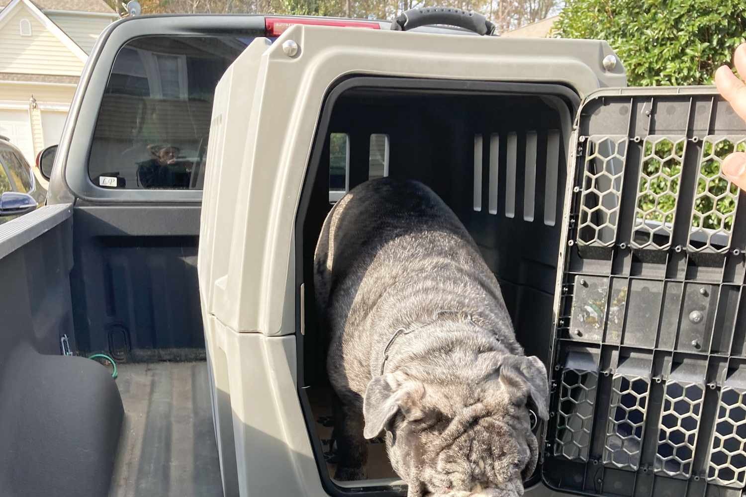 Dog standing in the Gunner G1 Kennel