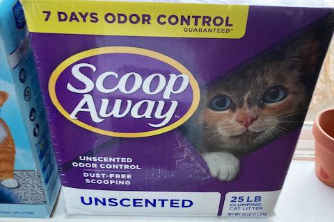 Scoop Away Unscented Clay Cat Litter box on a window sill