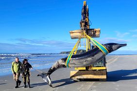 rare spade-toothed whale on July 5, 2024, after it was found washed ashore on a beach near Otago, New Zealand
