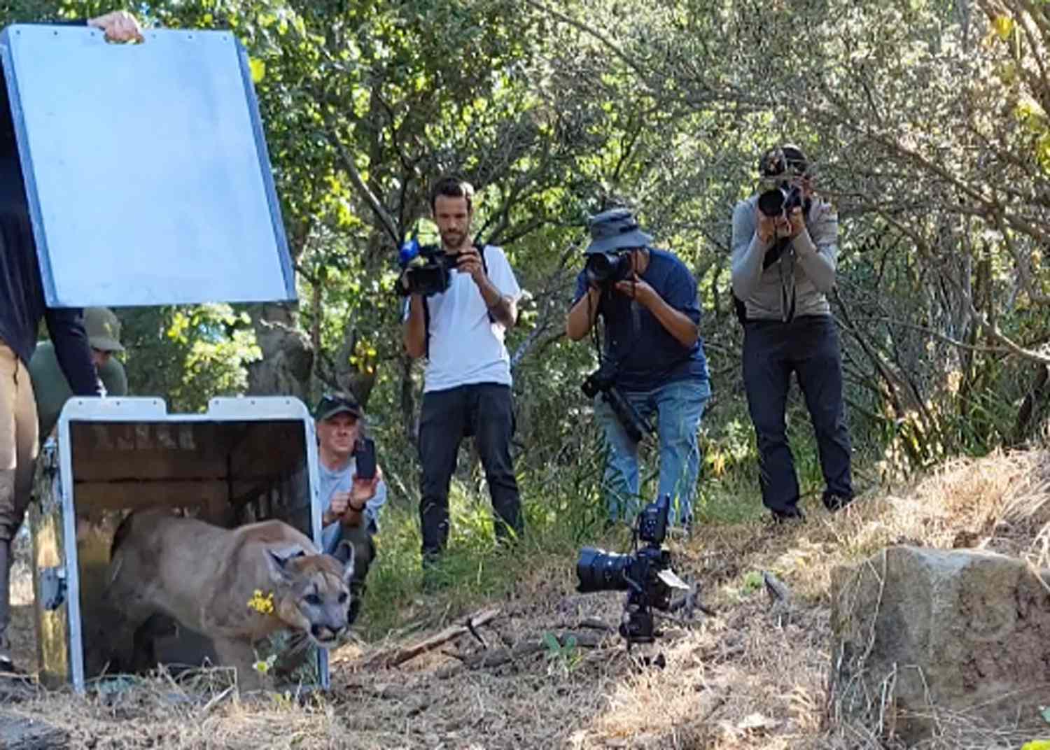 Mountain Lion Hit by Car Released