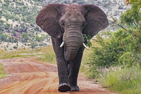 Elephant pilanesberg national park stock image