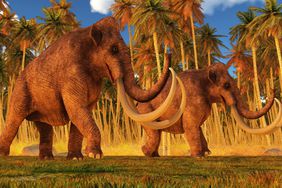 Columbian mammoths