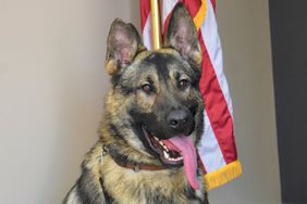 K-9 officer Horus, who died after being left in a hot car overnight