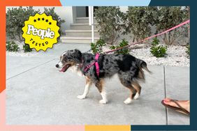 A dog using the Gooby Comfort X Step-In Harness