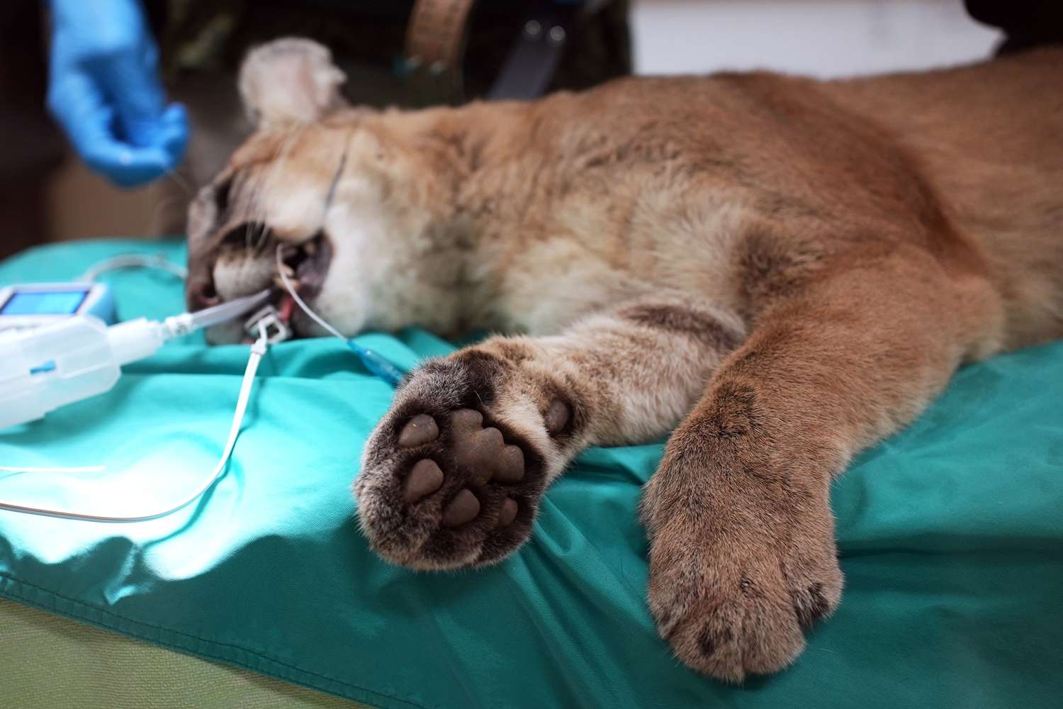 Mountain Lion Hit by Car Released