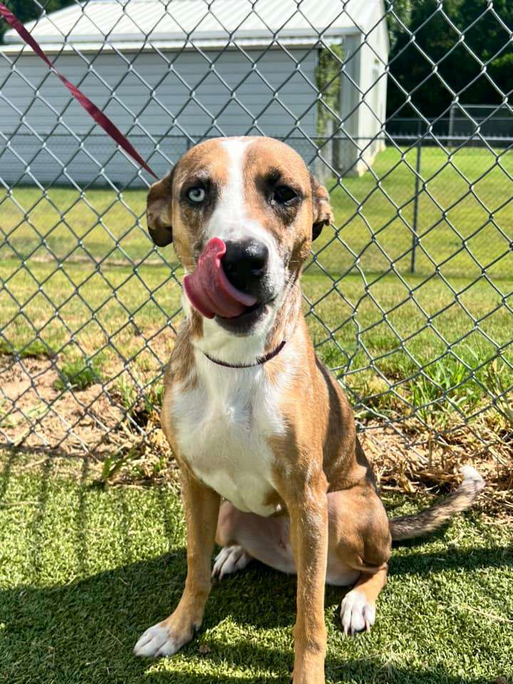 Abandoned dog rescue from dumpster