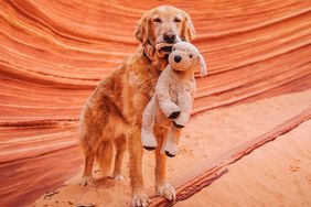 Gumbo, the dog that goes everywhere with toy, seen At the Wave, arizona