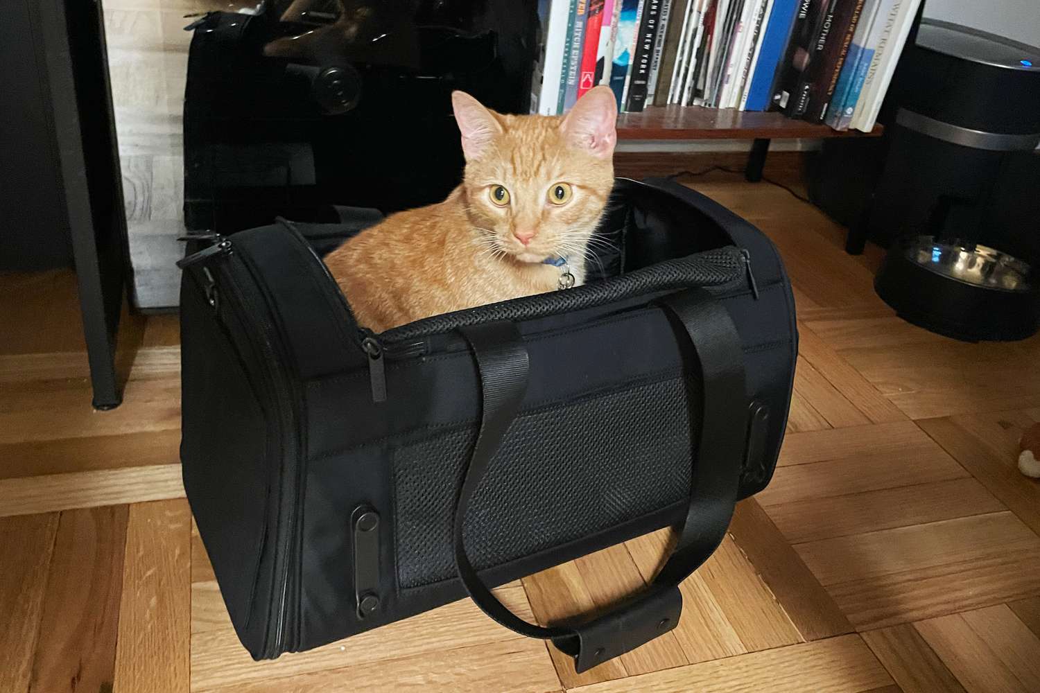 Cat standing up in Away The Pet Carrier on wood floor near bookshelf