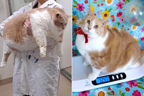 axel the cat weight loss journey 