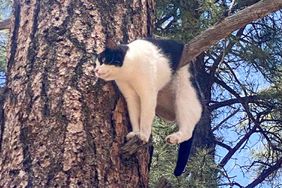 Cat Stuck in tree Grand Canyon