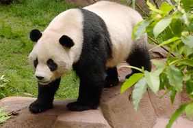 San Diego Zoo Shares First Video of Its 2 New Pandas from China