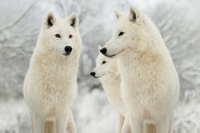 three polar wolves standing in the background of the forest