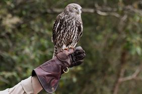 owl on zoo keepers hand