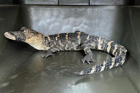 Alligator with Mouth Taped Shut Found Alive One Week After Disappearing from School Visit in Kansas City
