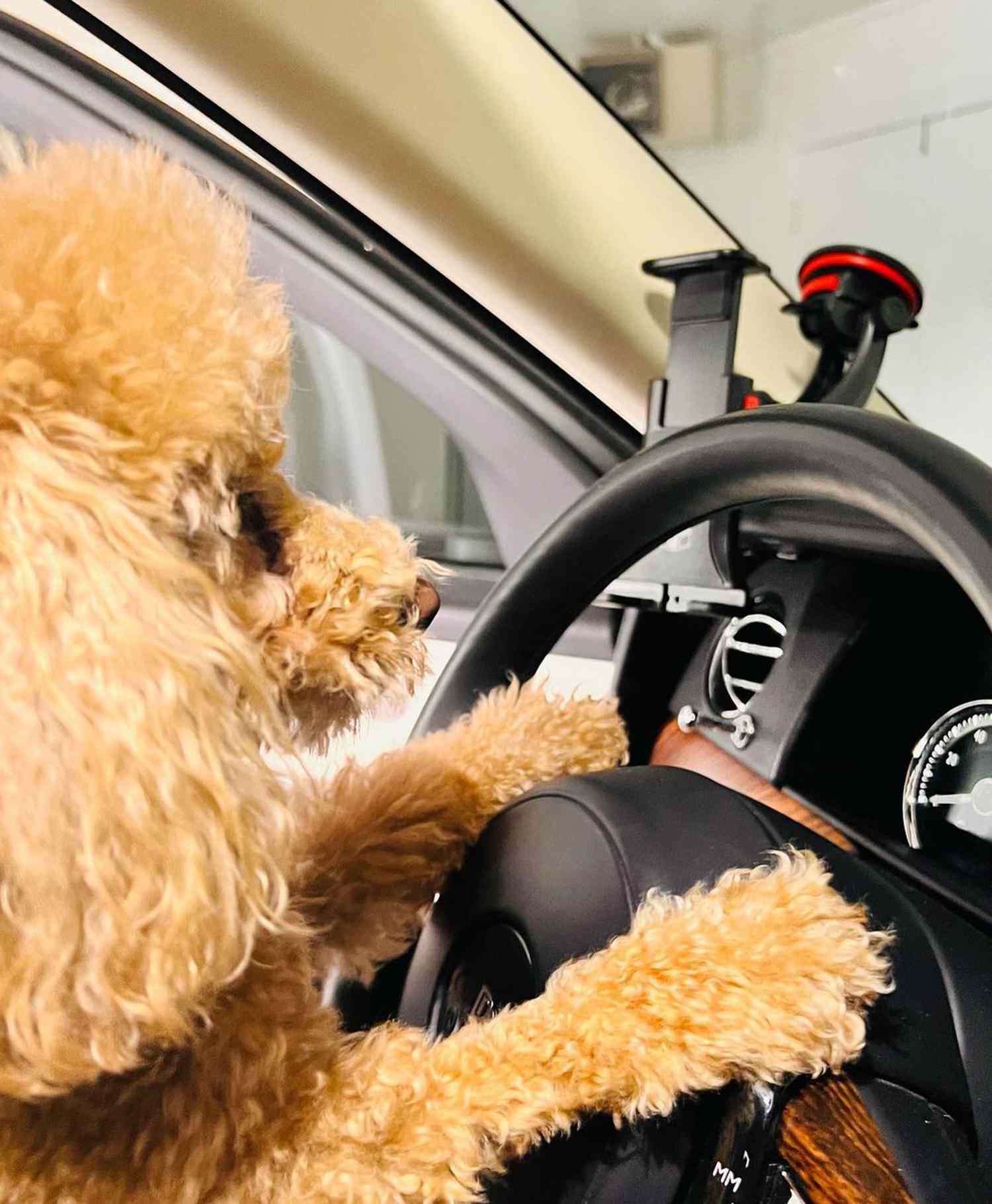 Nicole Kidman Posts Adorable Photos of Pet Poodle 'Driving' Her Car