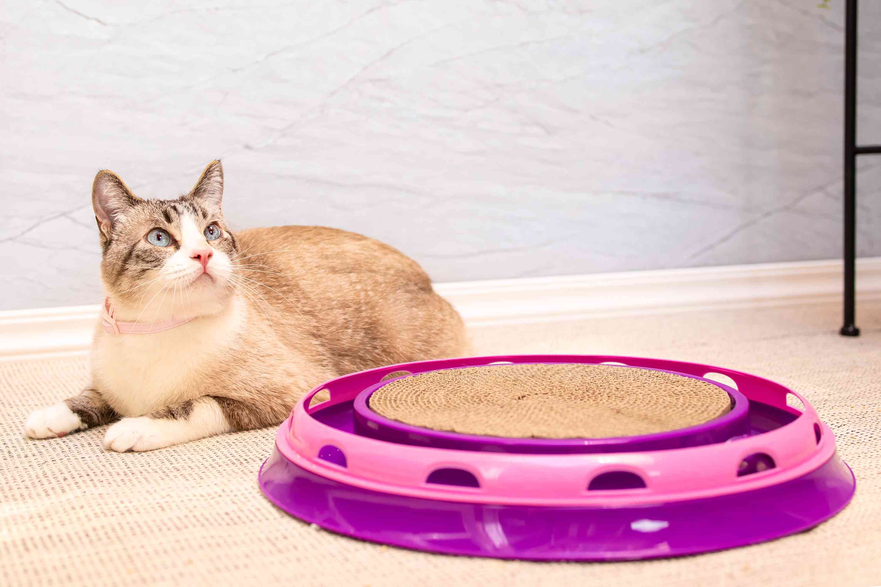 cat laying next to Frisco Scratch & Roll Scratcher Cat Toy