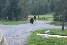 Bear Tries to Attack Moose