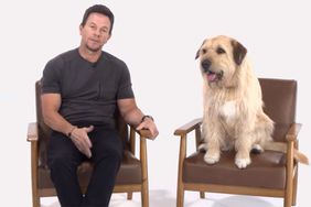 Mark Wahlberg Raises Awareness About Pet Adoption Alongside His Arthur the King Canine Costar