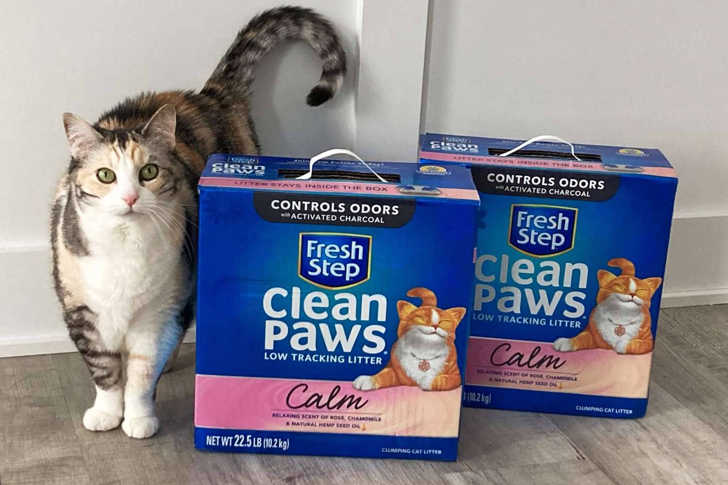 Cat standing next to two boxes of Fresh Step Clean Paws Calm Cat Litter