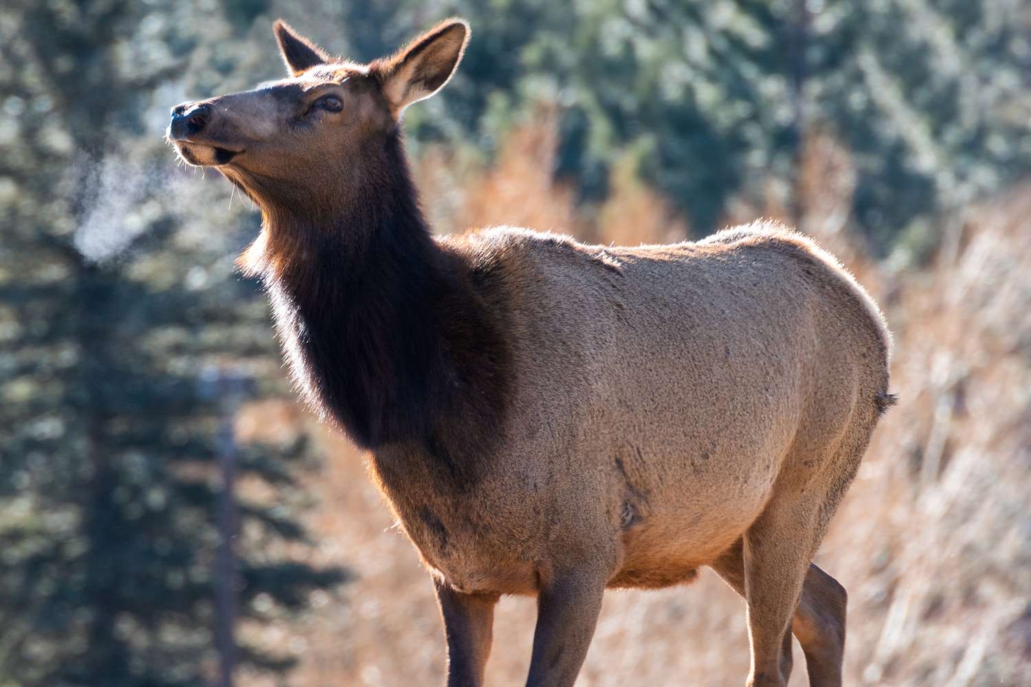 Cow Elk