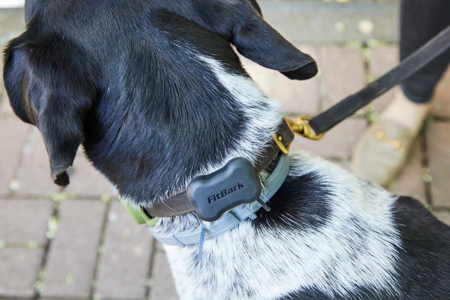 closeup dog wearing FitBark GPS Dog Tracker (2nd Generation)