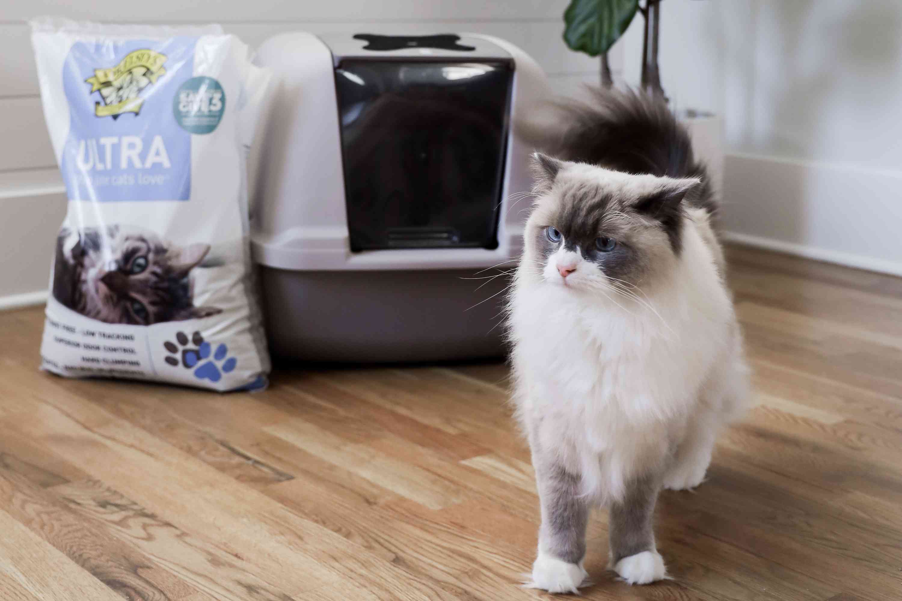 Cat standing in front of a Catit Jumbo Hooded Cat Litter Pan displayed next to a bag of litter