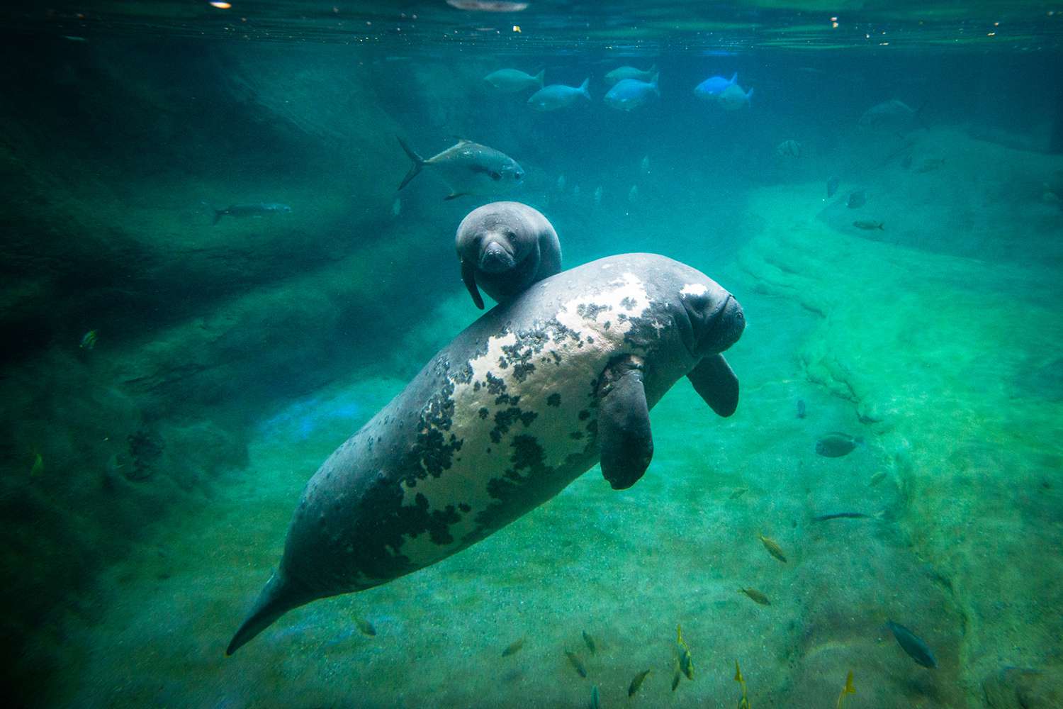 Surrogate Manatee Mom at Columbus Zoo