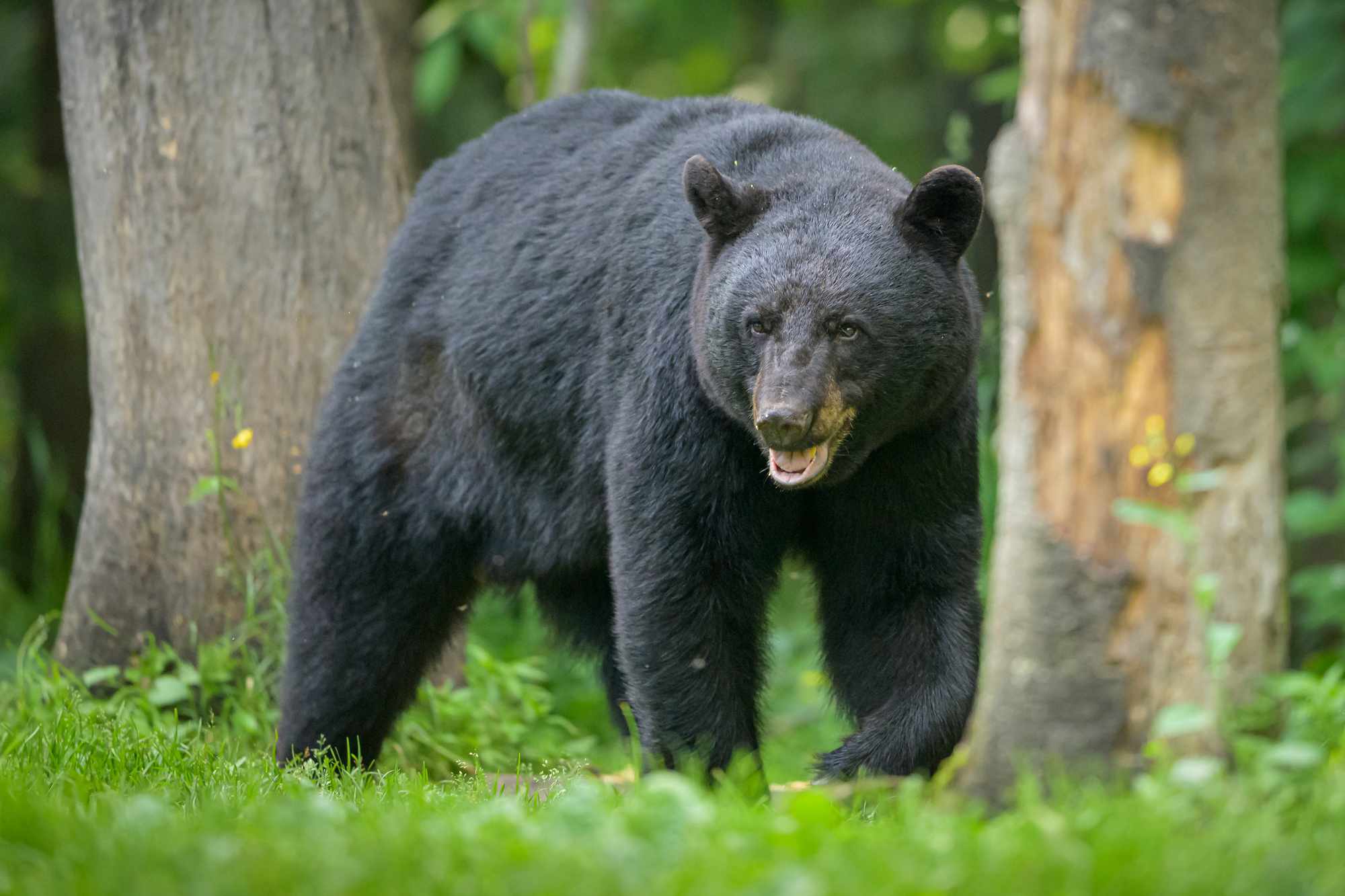 Black Bear Attack