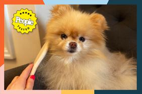 hand brushing small dog with Chris Christensen Oval Pin brush