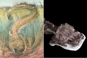 Left: Artistâs rendering of Gaiasia jennyae. Credit: Gabriel Lio. Right: Skeleton, including the skull and backbone, of Gaiasia jennyae. Credit: C. Marsicano.
