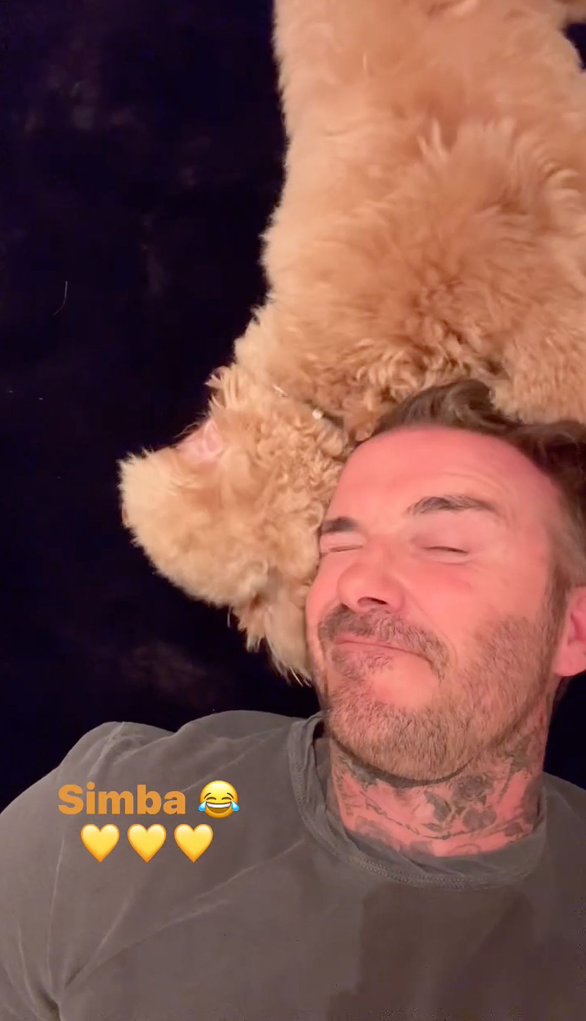 David Beckham Snuggles Up to His Dog Simba in Cute Videos