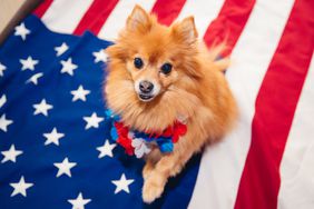 Patriotic Pomeranian on American flag.