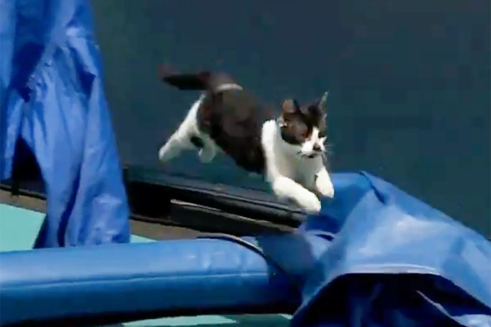 Cat Runs On Court During Venus Williams / Diana Schnaider Match