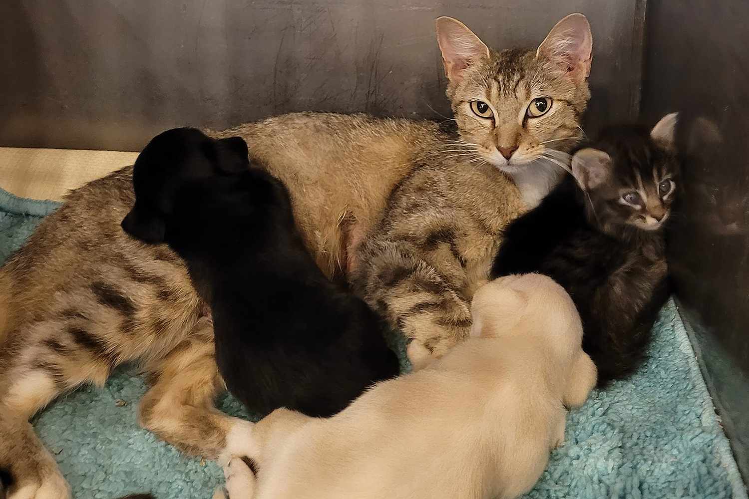 Cat Nurses Puppies