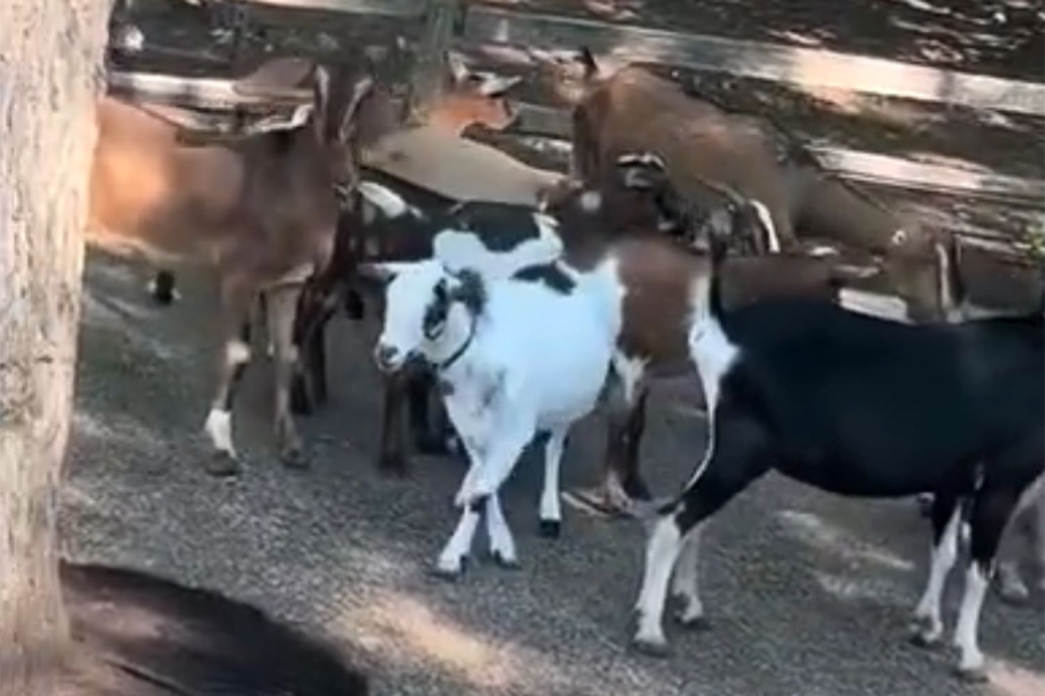 Goats at Cedar Point