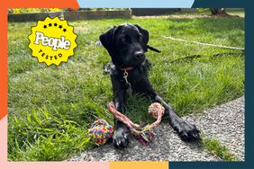 A dog in the grass playing with an Otterly Pets Puppy Rope