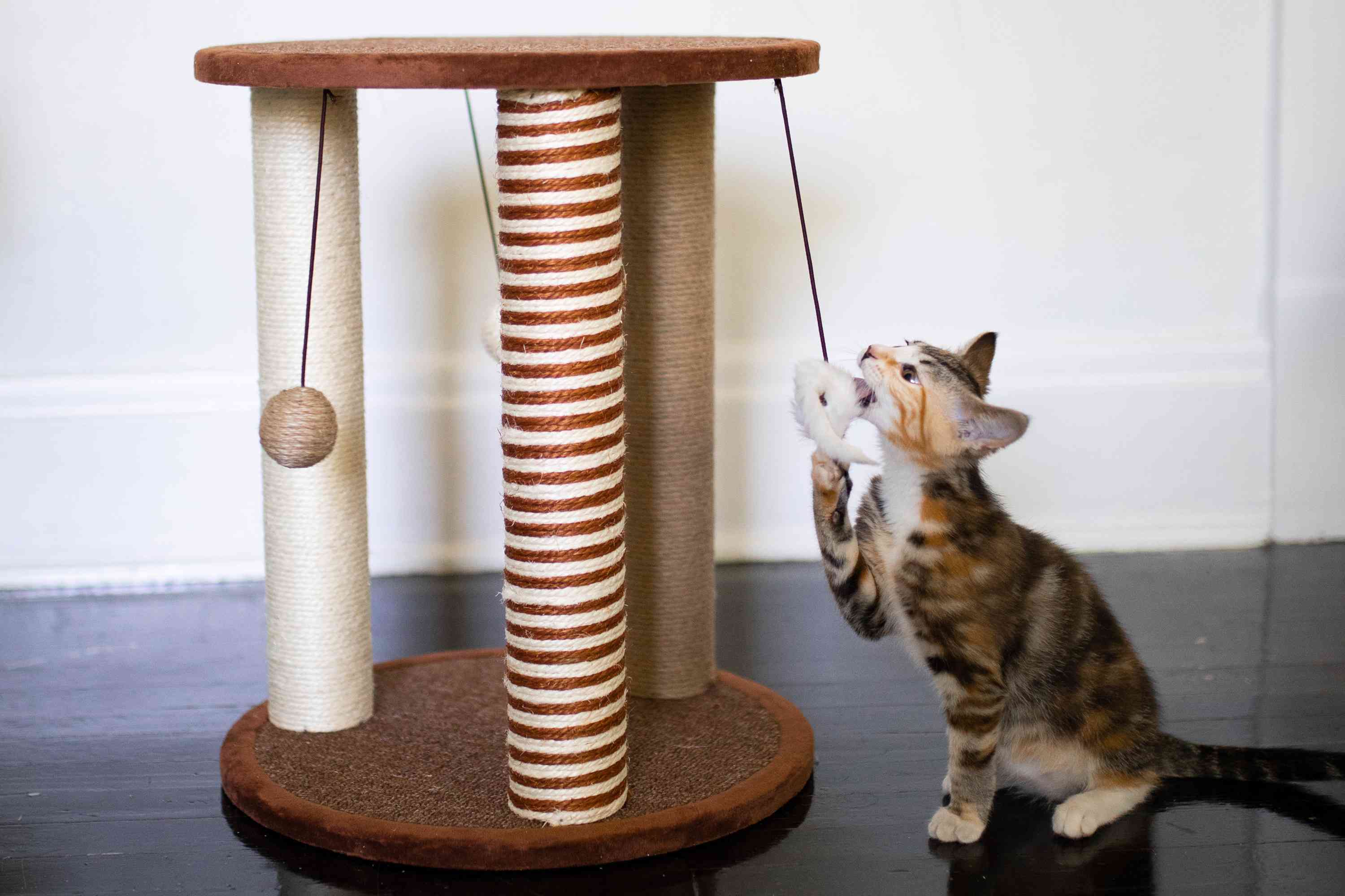 Kitten playing with the PETMAKER Cat Scratching Post With Toys