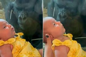 Columbus zoo gorilla kisses baby