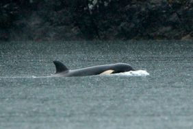 An orphaned Orca calf is shown in a lagoon near Zeballos, B.C., on Tuesday April 2, 2024. The two year-old Orca has been alone in the tidal lagoon near Little Espinosa Inlet since March 23, when its pregnant mother became trapped by the low tide and died on the rocky beach.