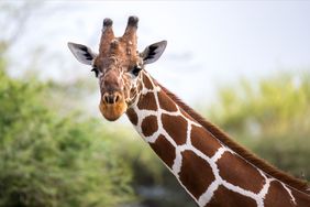 Giraffe Grabs 2-Year-Old