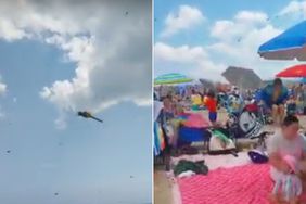 Swarm of dragonflies on Rhode Island Beach