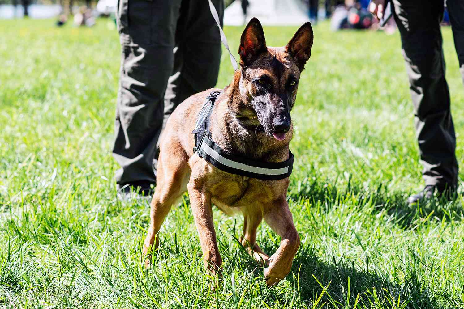 Young police purebred German shepherd, summer time, day, green grass.