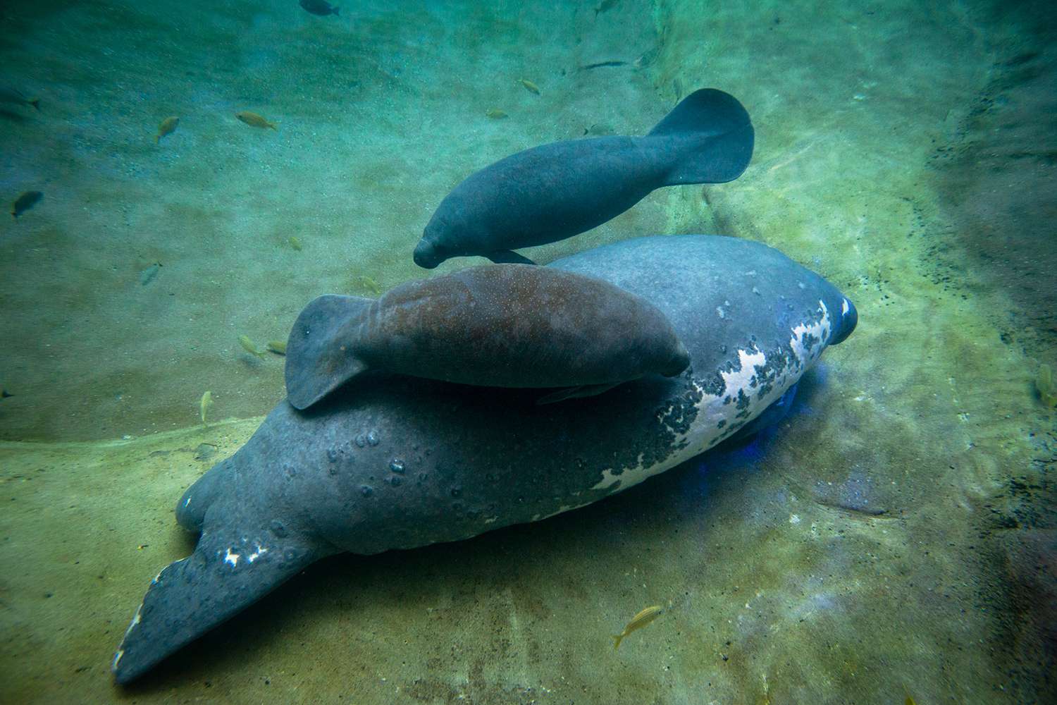 Surrogate Manatee Mom at Columbus Zoo