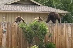 bears on fence