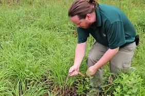 75 Endangered and Extremely Rare Snakes Released into Kisatchie National Forest by Fort Worth Zoo