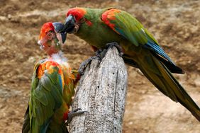 Closeup of two red-fronted macaws (Are rubrogenys) including a young and are perched on a tree trunk