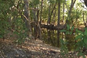 Remains of missing girl found after being taken by crocodile in NT