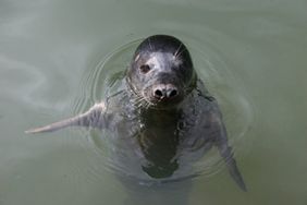 Grey seals can copy human speech