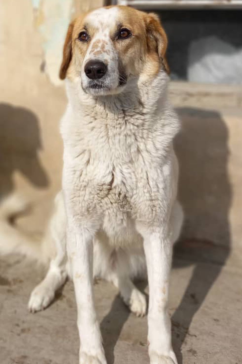 Woman adopts dog who inspired her to rescue work