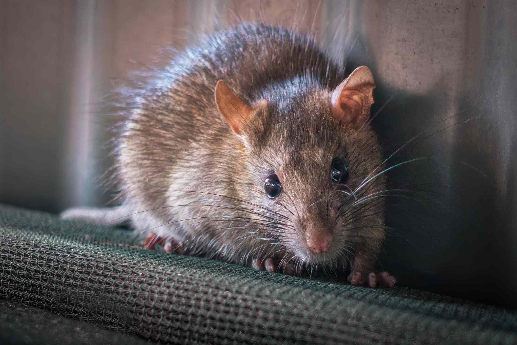 Rat